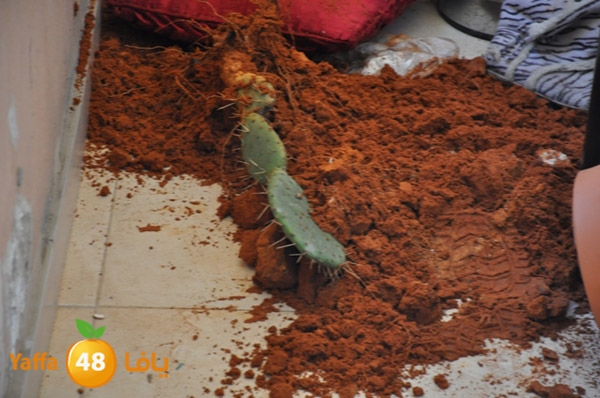 manzeljabalyeapolice528  (38).JPG